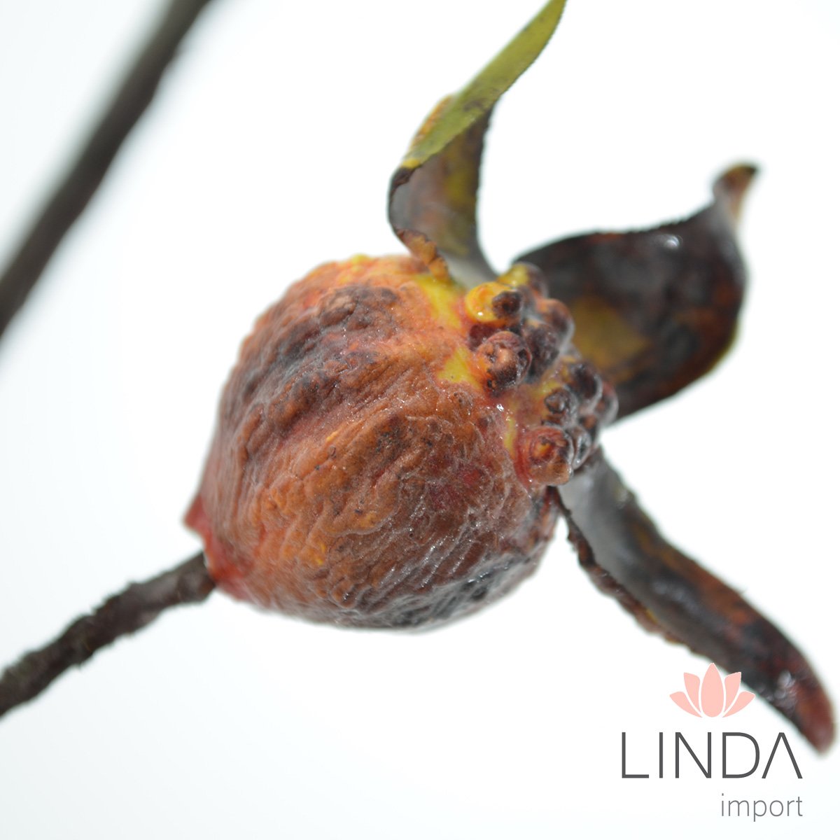 Haste Fruto da Roseira Desidratada 80CM Oi04